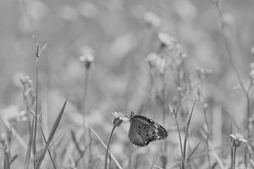 Butterfly and poaceae
