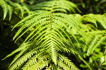 ornamental fern leaves