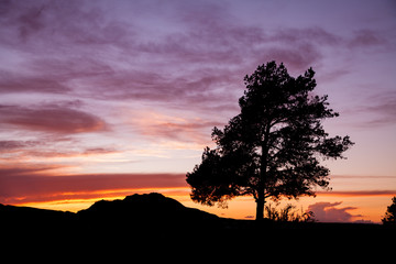 Pine Tree Silhouetted in Mountain Sunset