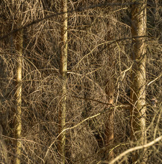dead conifer trees