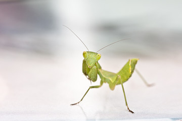 amelis spallanzaina green praying mantis