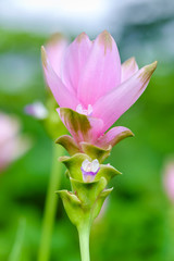 Pink curcuma alismatifolia or siam tulip