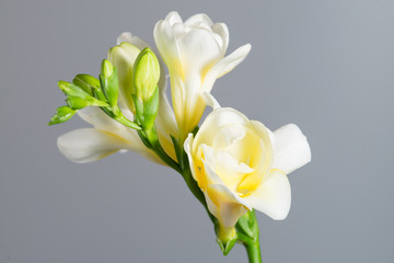 The branch of white freesia with flowers and buds on a gray back