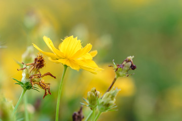 Floral background