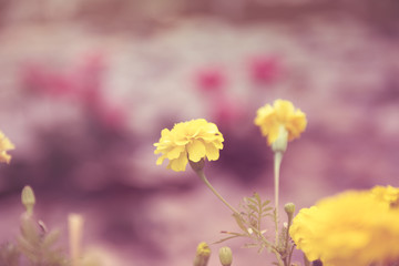 Marigolds or Tagetes erecta flower in  garden with retro effect