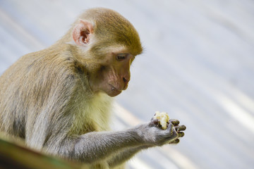 Fototapeta premium monkeys in the jungle