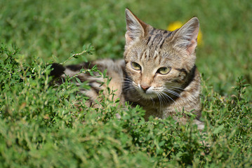 Portrait of leopard print cat in nature