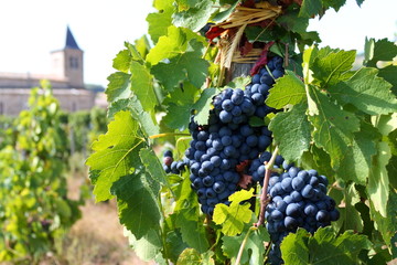 Vin, Vigne, Vignoble, Cotes Du Rhône, Vallée Du Rhône, France © into the wild