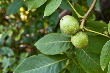 branch of walnut in the garden close up