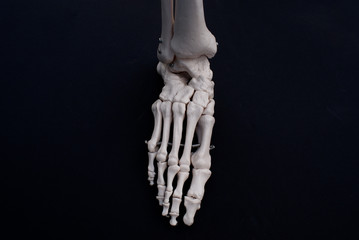 Anterior View Of Foot