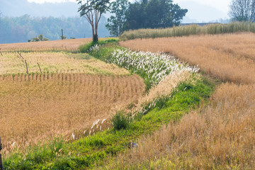 Golden fields of wheat, barley