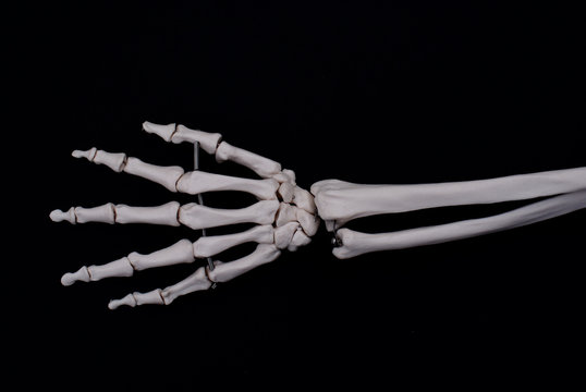 Dorsal Surface of The Hand 