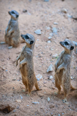Suricata Suricatta or Meerkat