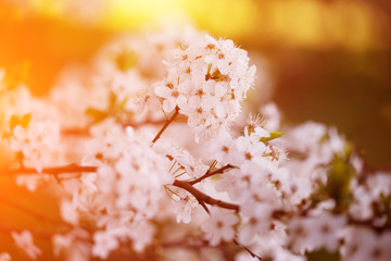 Flowering spring trees. Sunset in spring or summer landscape bac