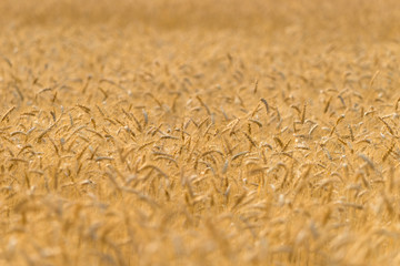 Golden fields of wheat, barley