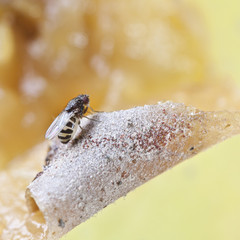 fruitfly on the wild nature (Drosophila Melanogaster)