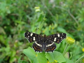 Araschnia posé sur une feuille.