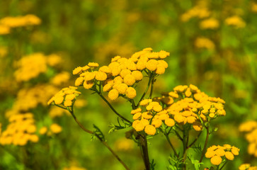 Tansy Tanacetum vulgare 