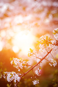 Flowering Spring Trees. Sunset In Spring Or Summer Landscape Bac