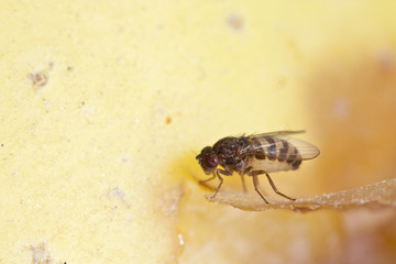 fruitfly on the wild nature (Drosophila Melanogaster)