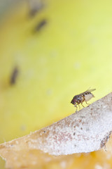 fruitfly on the wild nature (Drosophila Melanogaster)