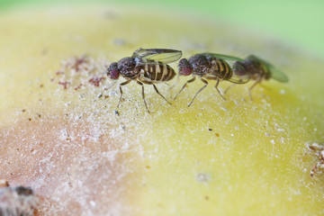 fruitfly on the wild nature (Drosophila Melanogaster)