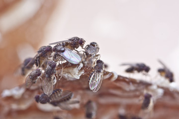 fruitfly on the wild nature (Drosophila Melanogaster)