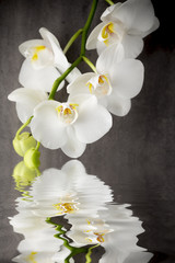 Panele Szklane Podświetlane  Biała orchidea na szarym tle.