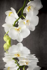 Tissu par mètre Orchidée Orchidée blanche sur fond gris.