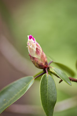 Rhododendron bloom in spring. Beautiful picture.