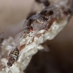fruitfly on the wild nature (Drosophila Melanogaster)