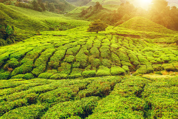 Tea plantation in Cameron highlands