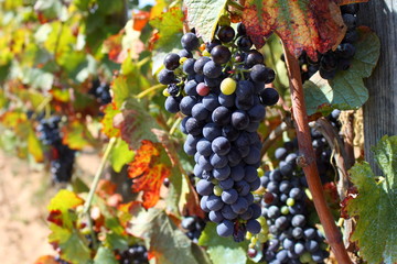 Vin, Vigne, Vignoble, Vallée du Rhône, Côtes Du Rhône