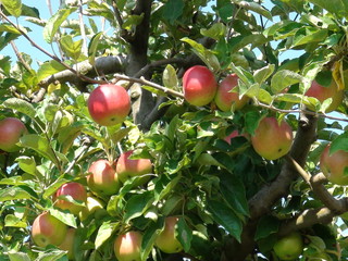 ripe apples in fruit orchard