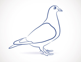 dessin, croquis de pigeon 