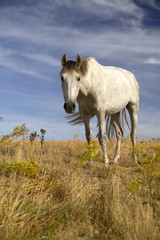 Portrait of a horse against blue sky