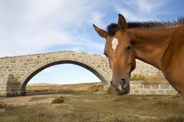 Obraz premium Portrait of a horse against blue sky