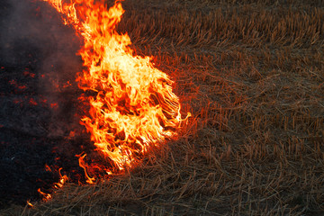 red fire flames of a burning field