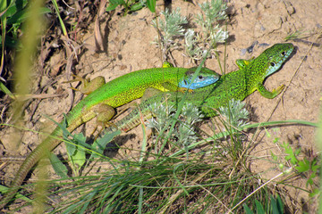 Green Lizard Lacerta couple during the breeding season before laying eggs