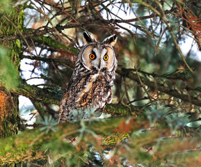 portrait Owl
