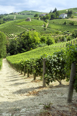 Fototapeta na wymiar Langhe, Barolo vineyards summer panorama. Color image