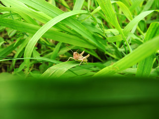 Кузнечик на зеленой траве