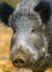 Fototapeta na wymiar Wild boar