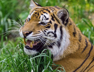 Fototapeta premium Tiger