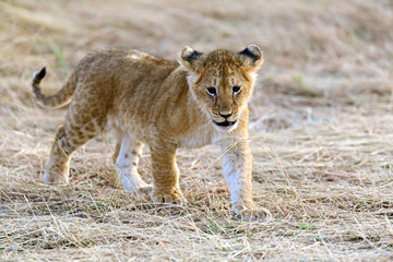 Masai Mara Lions