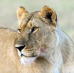 Poster Masai Mara Lions