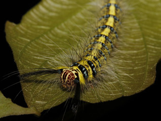 Worm of butterfly