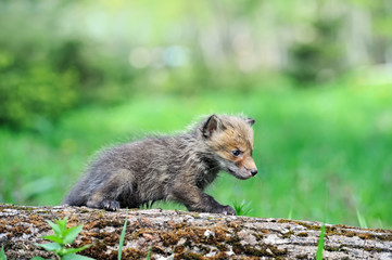 Fox cub
