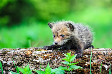 Fox cub