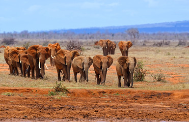 Elephants Tsavo East - obrazy, fototapety, plakaty